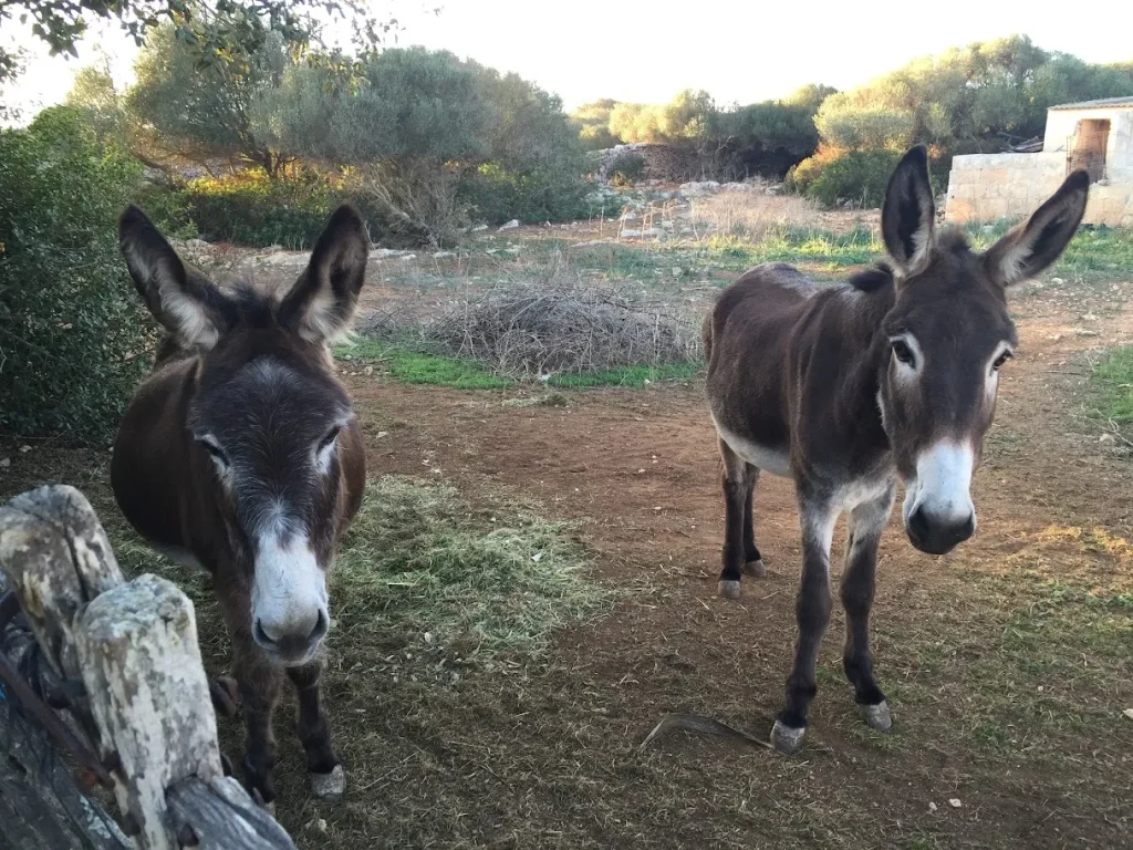 Camí de Cavalls: la ruta històrica que envolta Menorca